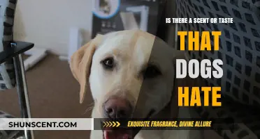 Canine Dislikes: Exploring Scents and Tastes Dogs Despise
