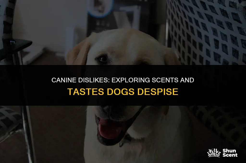 is there a scent or taste that dogs hate