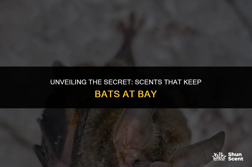 is there a scent that bats don