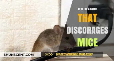 Natural Mouse Repellent: Discovering the Power of Scent