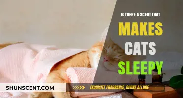 Feline Slumber Scents: Exploring Aromas That Soothe Cats