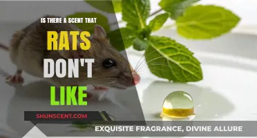 Rats' Least Favorite Scents: Discovering Their Natural Deterrents