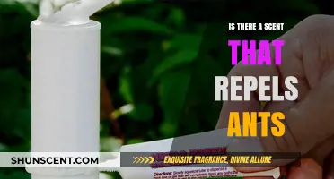 Natural Ant Repellents: Discovering Scents That Keep Ants Away