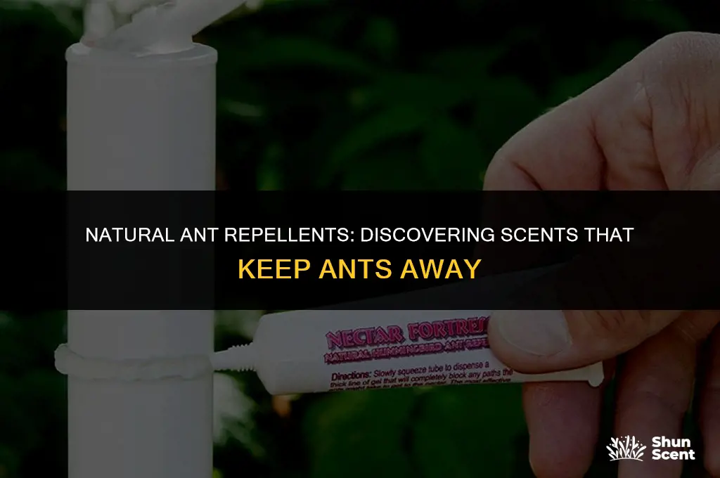 is there a scent that repels ants