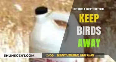 Effective Bird Repellent Scents: Do They Really Keep Birds Away?