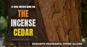 The Incense Cedar: Exploring Synonymous Names and Their Origins
