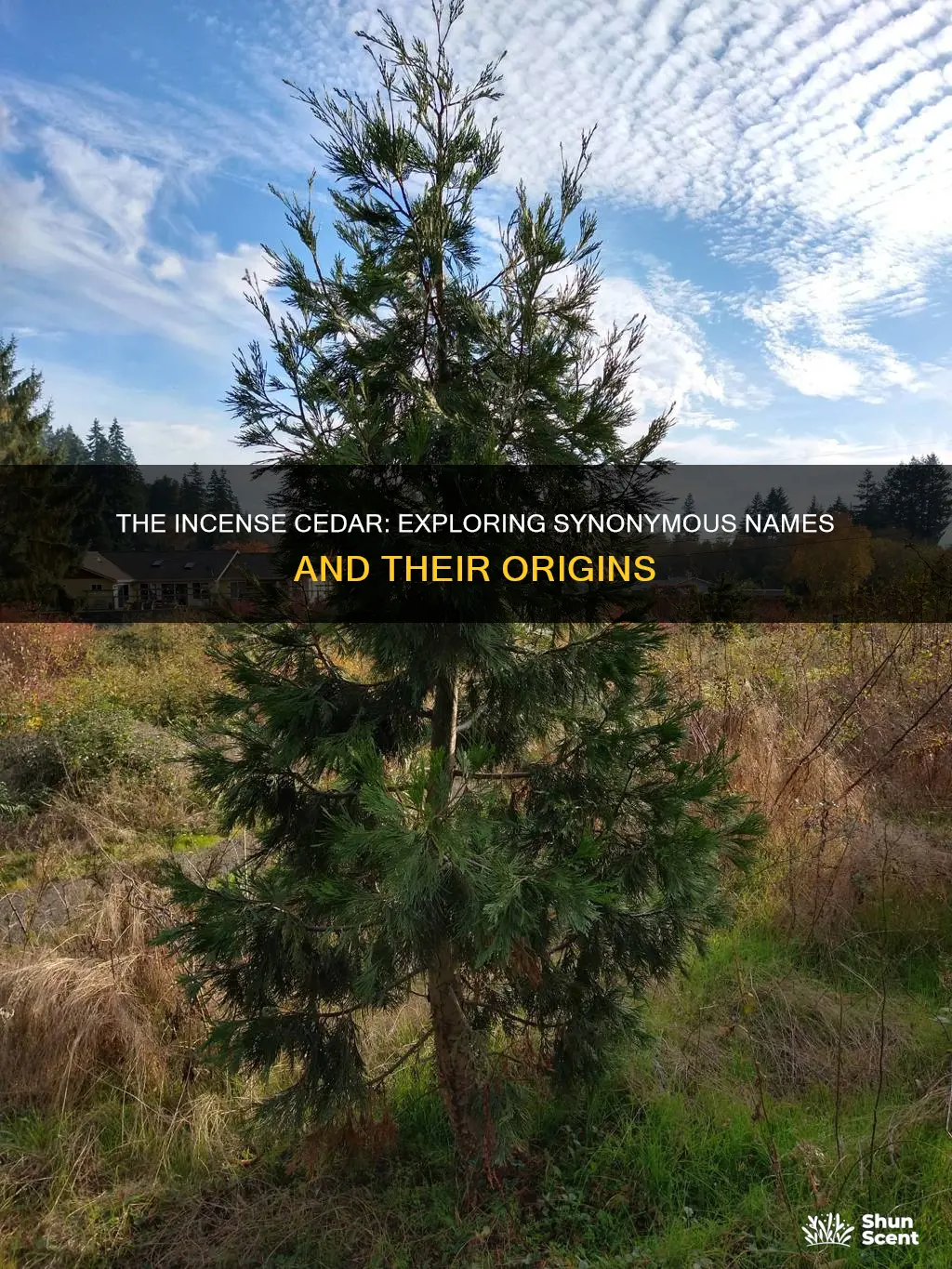 is there another name for the incense cedar