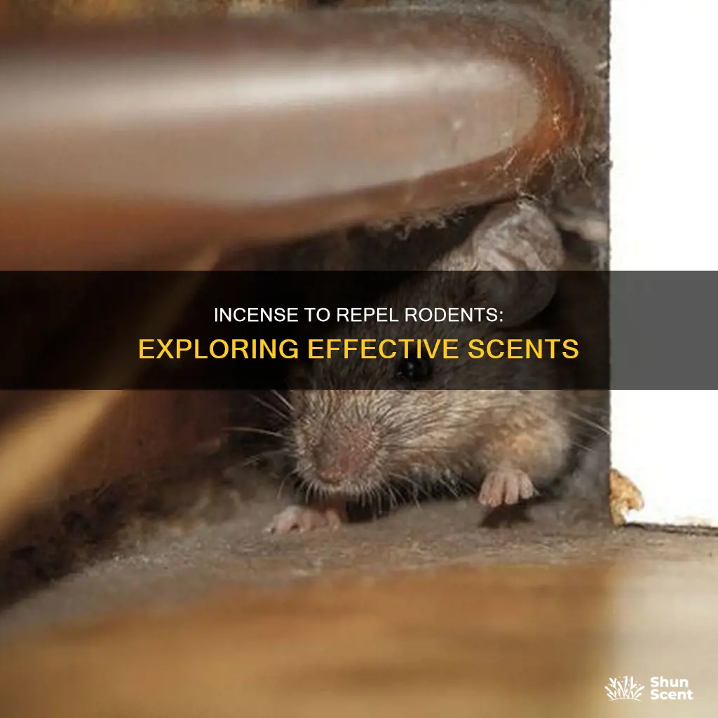 is there any incense that rodents dislike