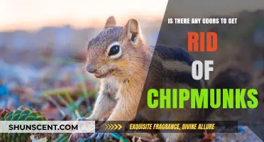 Natural Remedies to Eliminate Chipmunk Odors: A Comprehensive Guide