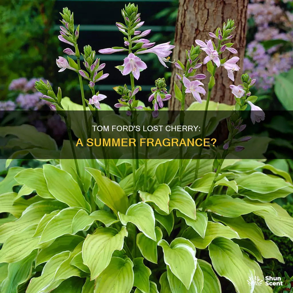 is tom ford lost cherry a summer fragrance