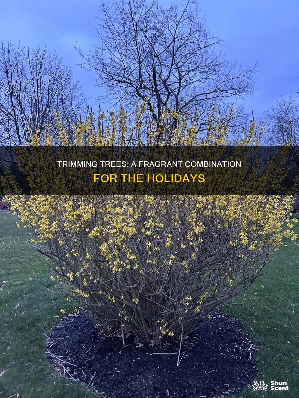 is trimming the tree a combination of fragrances