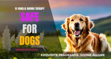 Vanilla Aromatherapy: Safe or Toxic for Dogs?