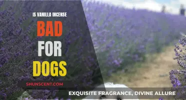 Incense and Canines: Is Vanilla Scent Harmful to Dogs?