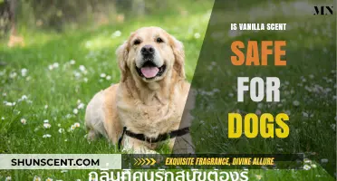 Is Vanilla Scent Safe for Dogs? A Pet Owner's Guide