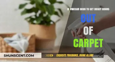 Natural Solutions: Vinegar's Role in Eliminating Dog Odors from Carpets