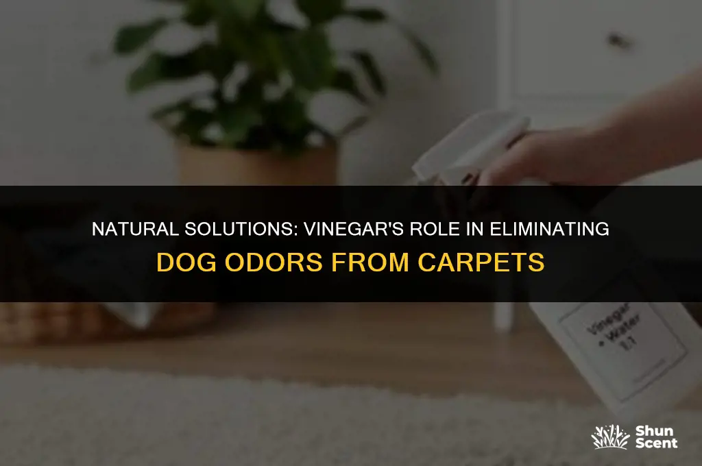 is vinegar good to get doggy odors out of carpet