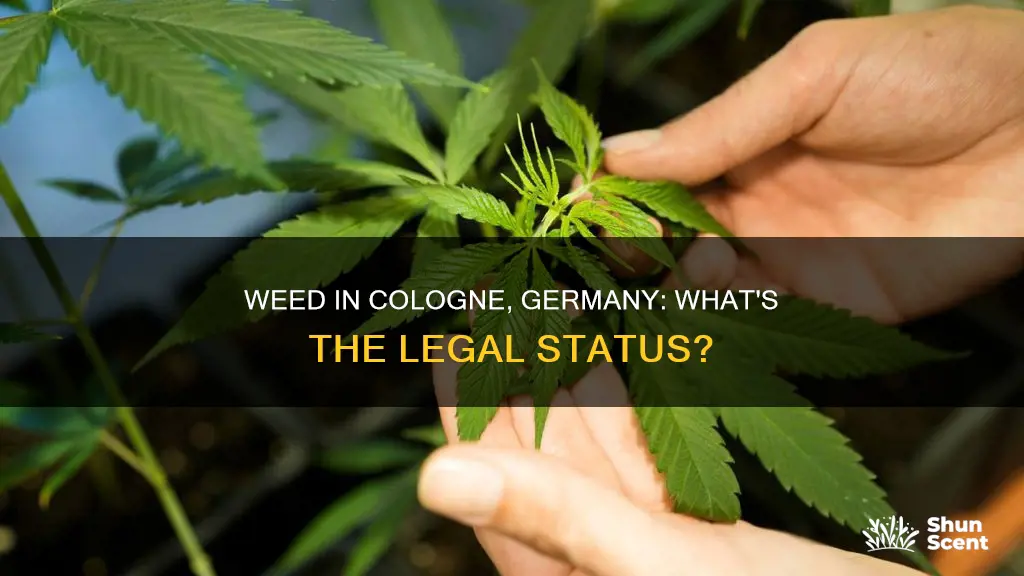 is weed legal in cologne germany