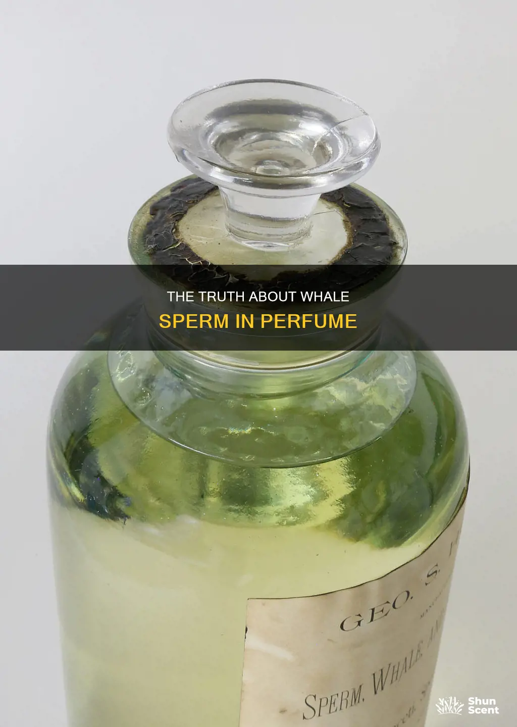 is whale sperm in perfume