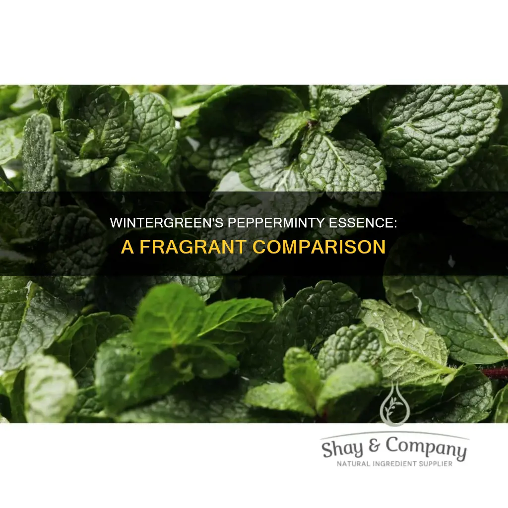 is wintergreen close to peppermint in fragrance