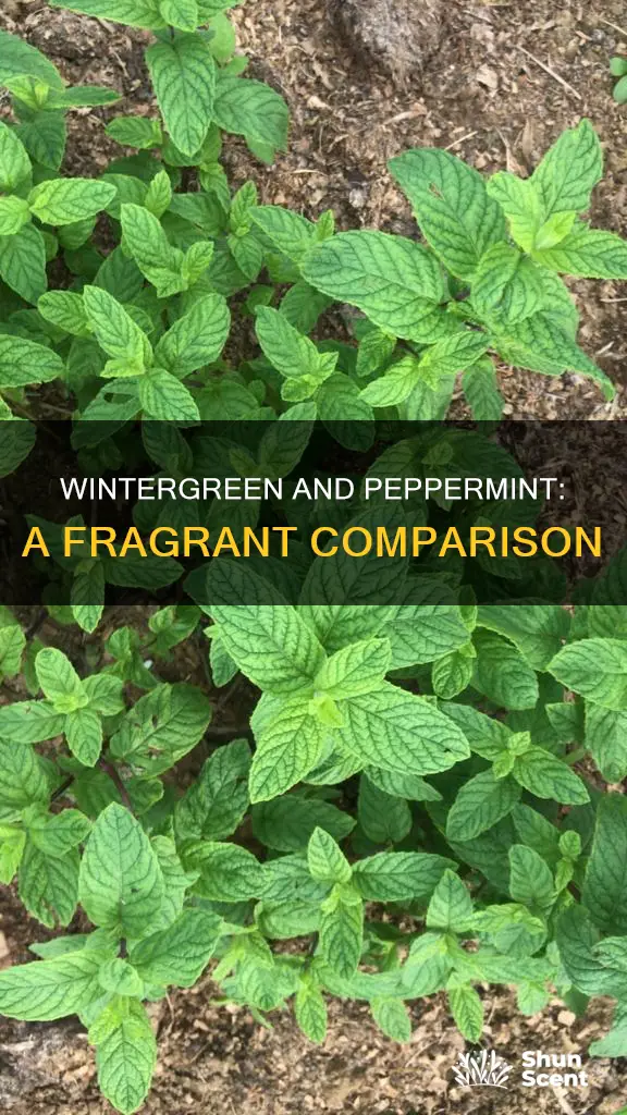 is wintergreen close to peppermint in fragrance