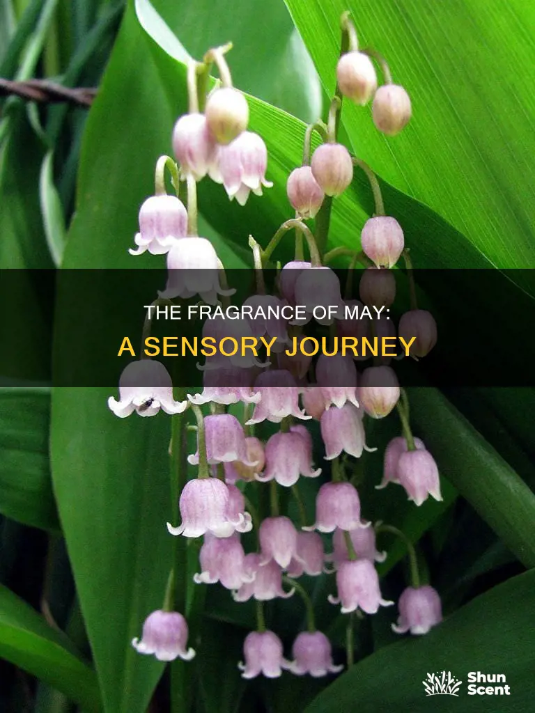 may the fragrance
