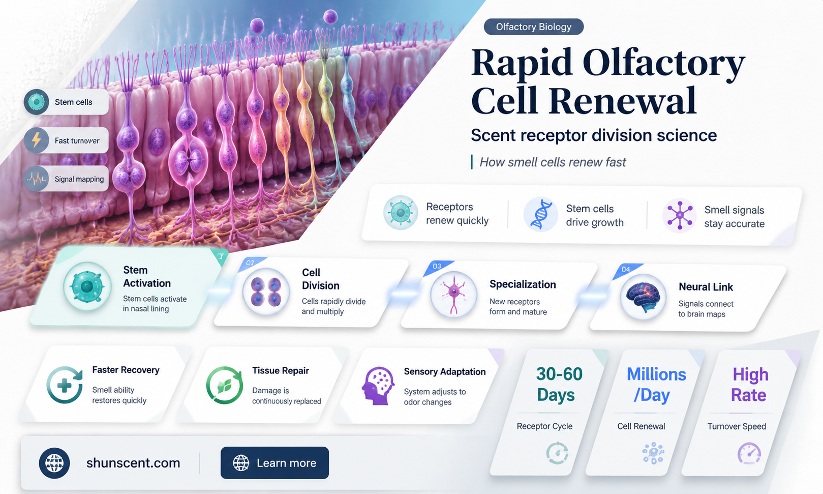 are scent receptors rapidly dividing