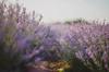 scent