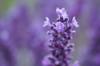 scent