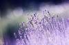 scent