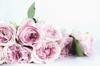 scent