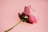 scent