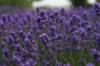 scent