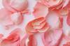 scent