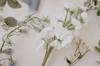 scent