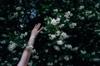 scent