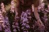 scent