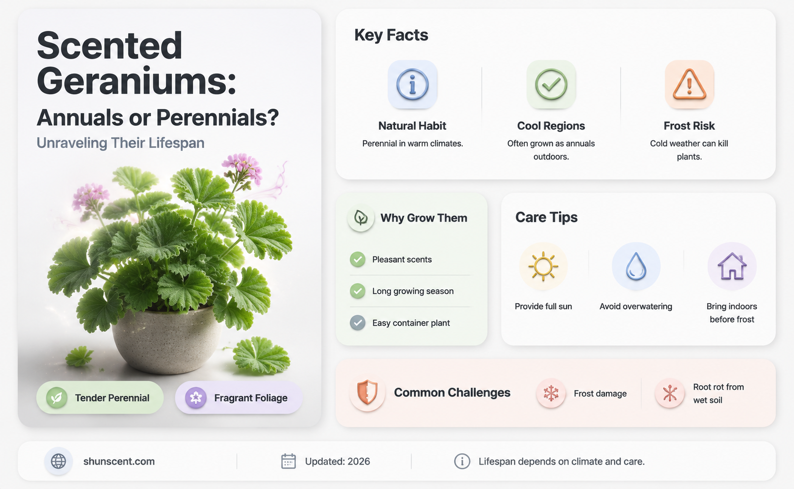 are scented geraniums annuals or perennials