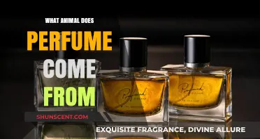 Unveiling Nature's Scents: Animals Behind the Fragrance of Perfume
