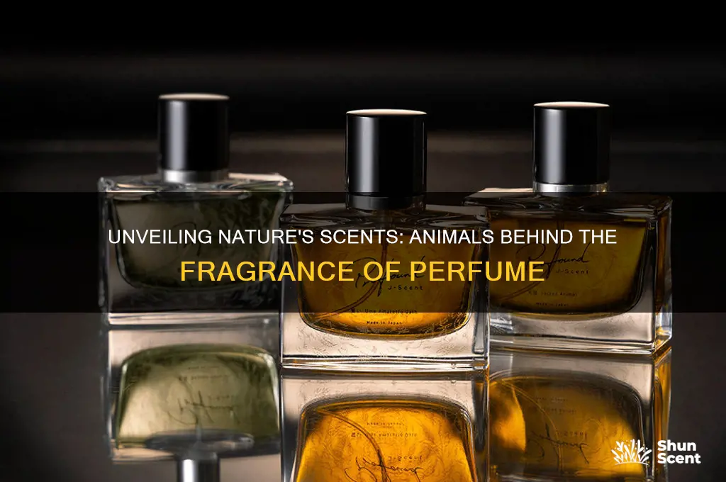 what animal does perfume come from