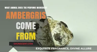 Unveiling the Scent: Ambergris Originates from the Sperm Whale