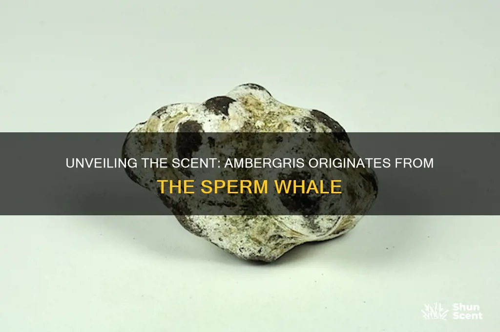 what animal does the perfume ingredient ambergris come from