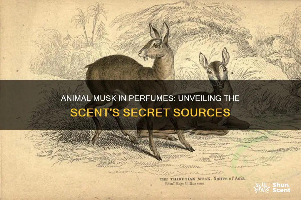 what animal musk is used in perfume