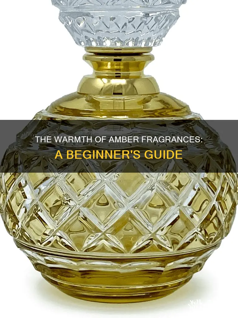what are amber fragrances