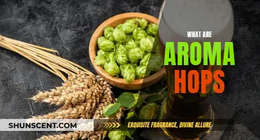 Aroma Hops: The Secret to a Beer's Fragrance