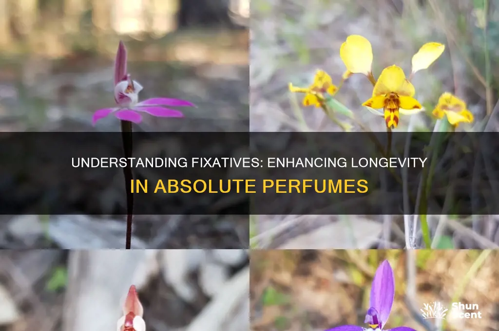 what are fixatives used for absolute perfume