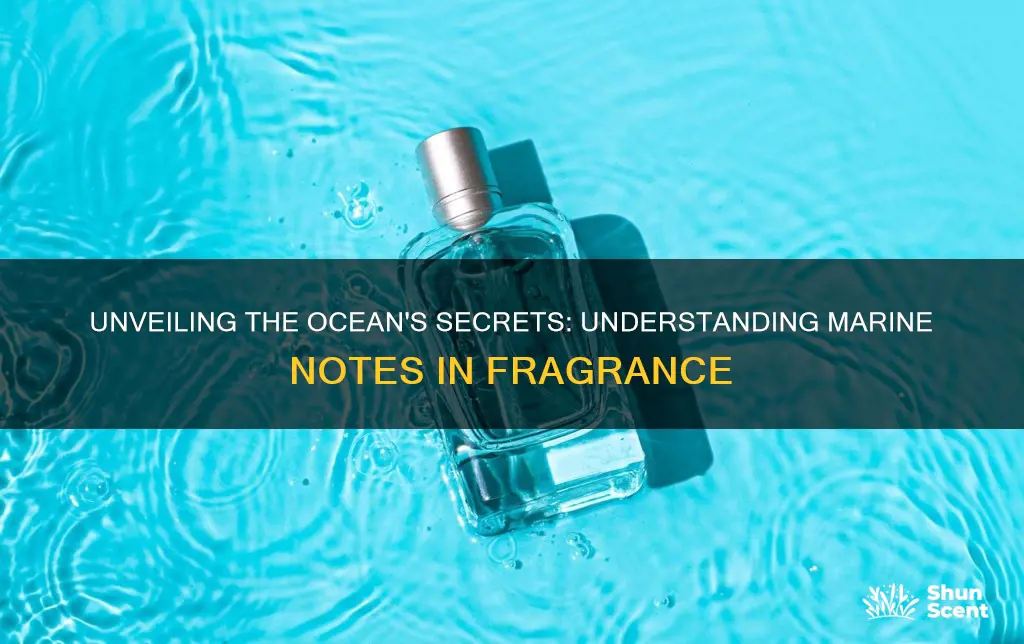 what are marine notes in fragrance