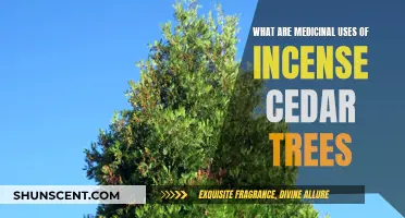 Medicinal Benefits of Incense Cedar Trees
