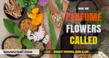 Exploring the Fragrant World: What Are Perfume Flowers Called?