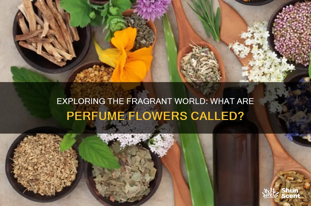 what are perfume flowers called