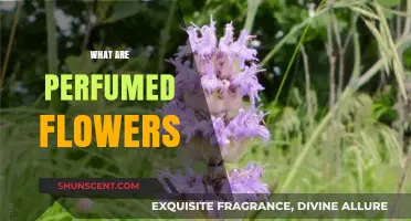 Exploring Nature's Aromatic Wonders: What Are Perfumed Flowers?